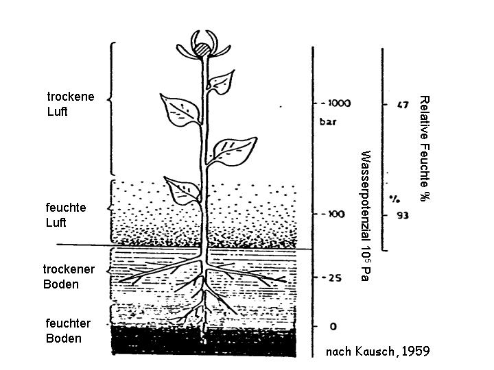 Wasserpotenzial