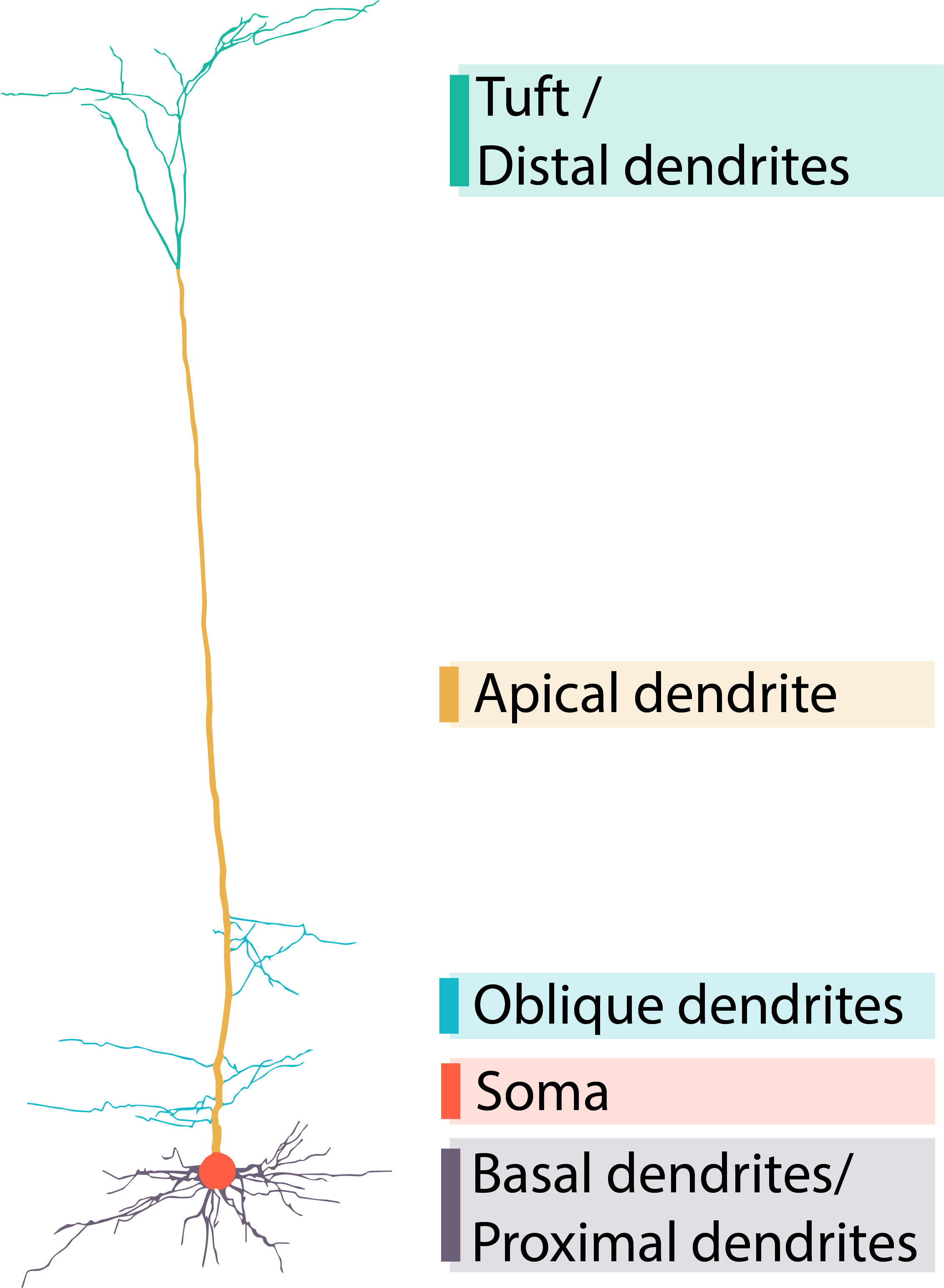 l5pt_morphology