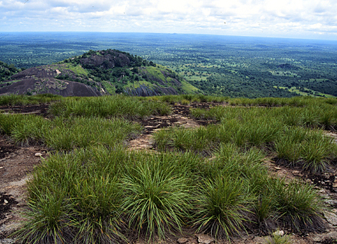 Inselberg with Afrotrilepis mat