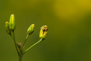 Brassicogethes aeneus