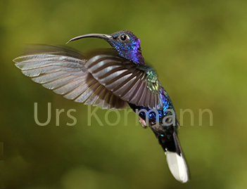 Violet Sabrewing (Hummingbird)