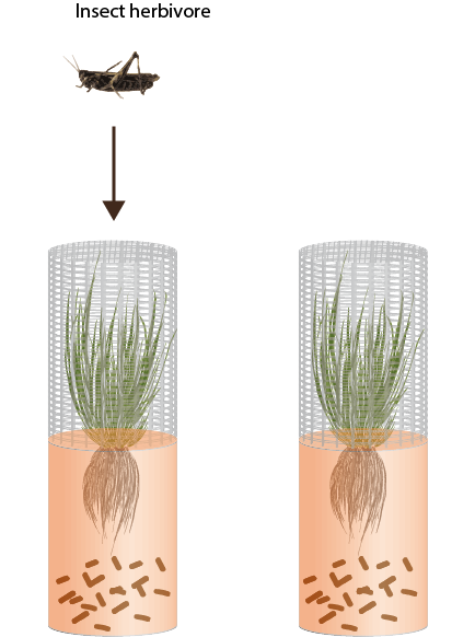 Experimental design for above-belowground climate change