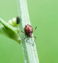 Aphid mummies