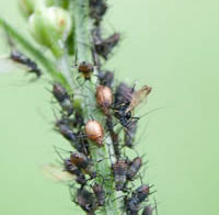 Aphids