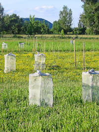 Grasshopper cages Jena Experiment