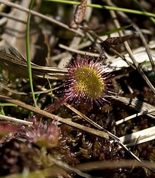 Drosera rotundifolia