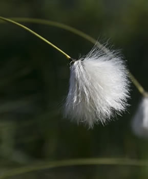 Eriophorum vaginatum