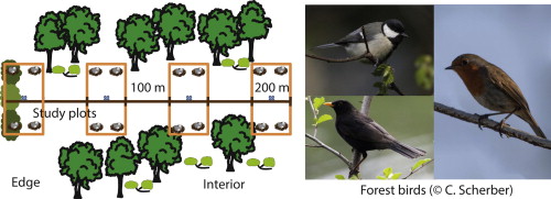 Study design Hainich bird study