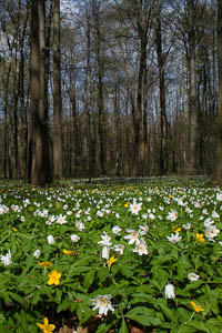 Forest Herbs Hainich National Park