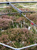 Isolated calcareous grassland in agricultural landscape