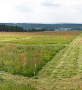 GrassMan Experiment Panorama