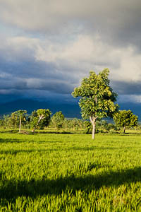 Indonesian rice fields