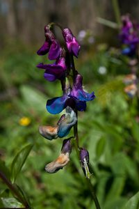 lathyrus