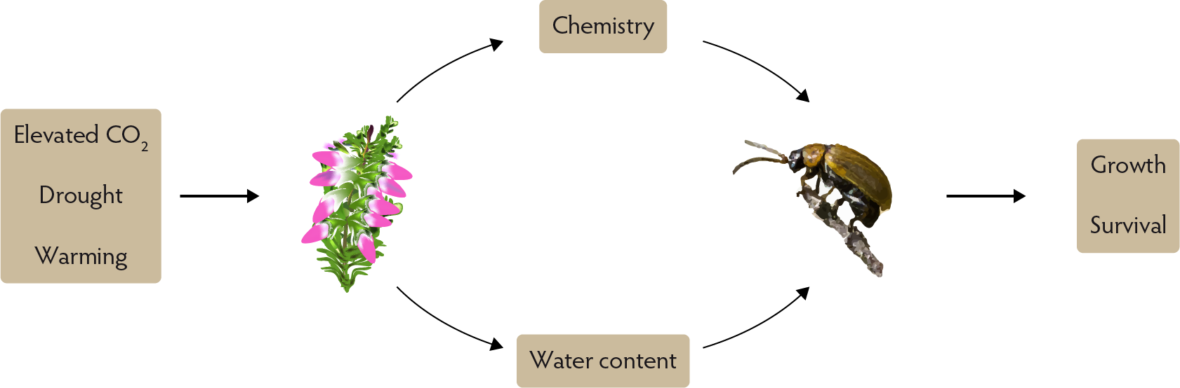 Drought, warming and elevated CO2 effects in insect herbivore performance