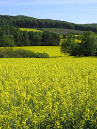 Oilseed canola fields