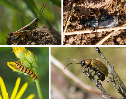 Study organisms: Chorthippus parallelus, Pterostichus melanarius, Tyria jacobaeae, Lochmaea suturalis