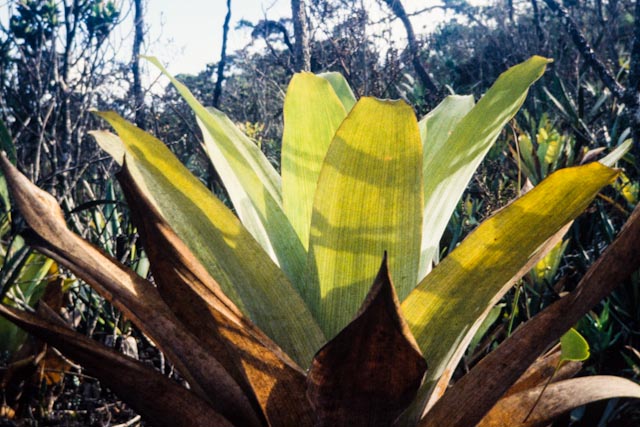 Tank Bromeliad