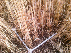 Wheat harvest