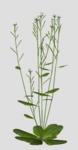 Arabidopsis