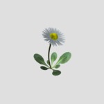 Next image: Common Daisy