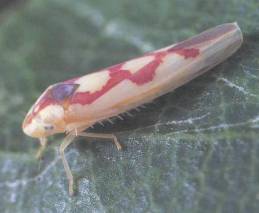 Zygina flammigera