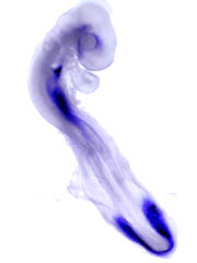 embryo