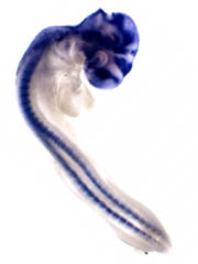 embryo