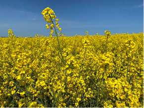 Oilseed Rape