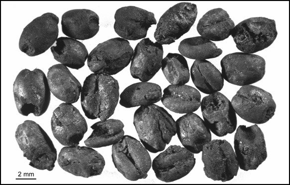 neuzeitliche, verkohlte Saatweizen-Karyopsen (Triticum aestivum)