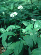 Allium ursinum