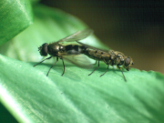 Cheilosia fasciata in copulation