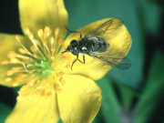 Cheilosia fasciata female on Anemone ranunculoides