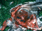 Various flies on dove carcass