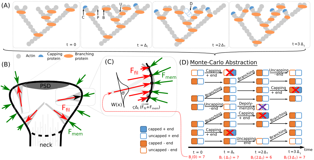 Actin illustration