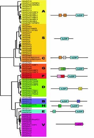 Arabidopsis TFs