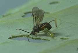 Duftstofffreisetzung nach
                        Insektenfraß
