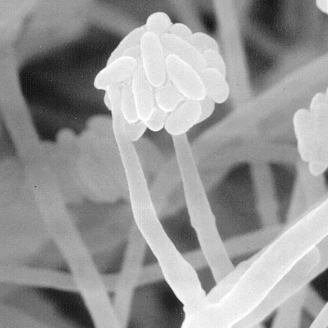 Verticillium