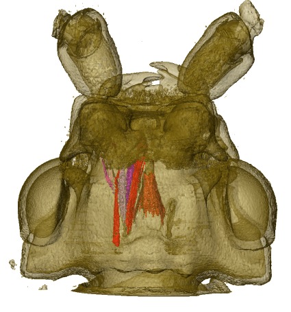 transparent cuticula, maxillar & labial muscles