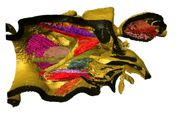 some muscles from CT-data