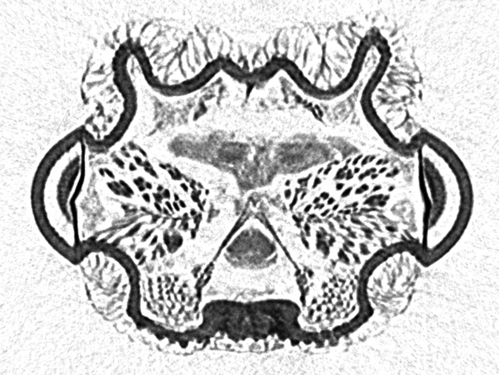 µCT-Workshop